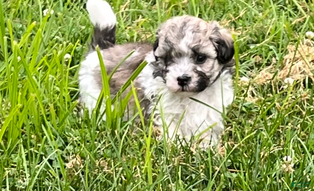 Maltipoo dogs for sale: Baxter - Image 4
