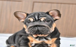 French Bulldog dogs for sale: Dahlia - Image 3