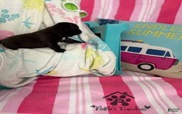 French Bulldog dogs for sale: Akc Black W Sable Overtones - Image 14