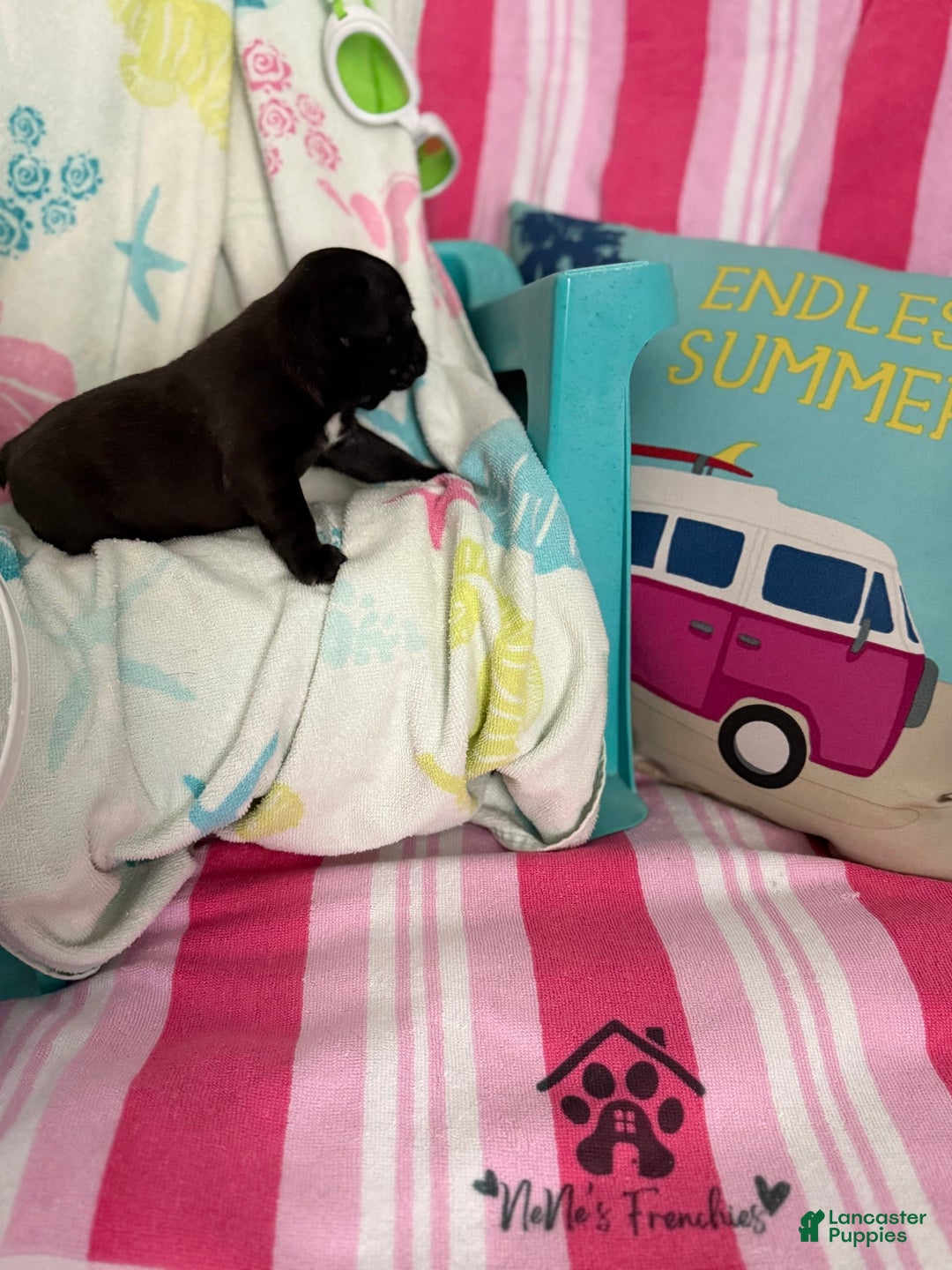 French Bulldog dogs for sale: Akc Black W Sable Overtones - Image 14