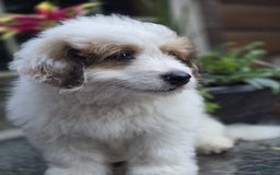 Mini Bernedoodle dogs for sale: Bubba - Image 10