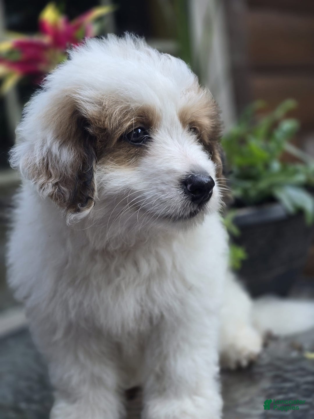Mini Bernedoodle dogs for sale: Bubba - Image 10