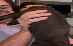 Bernedoodle dogs for sale: Orange Boy - Image 7