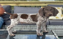 German Shorthaired Pointer dogs for sale: Hunter - Image 6