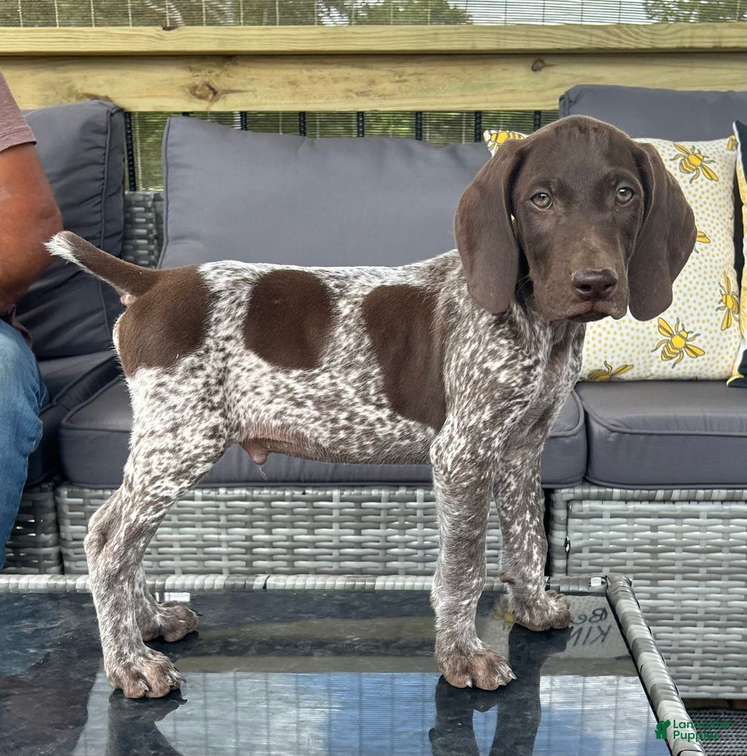 German Shorthaired Pointer dogs for sale: Hunter - Image 6