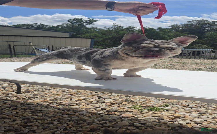 French Bulldog dogs for sale - Ad 5