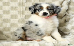 Miniature Australian Shepherd dogs for sale: Jewel - Image 7
