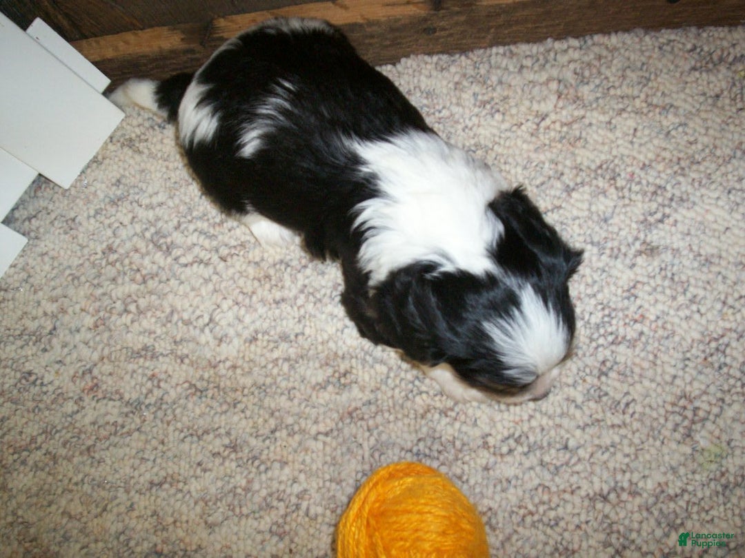 Cavachon dogs for sale: Peanut - Image 7