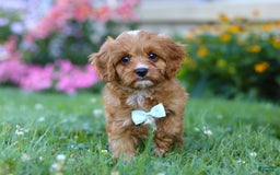 Cavapoo dogs for sale: Cavapoo 4 puppies - Image 11