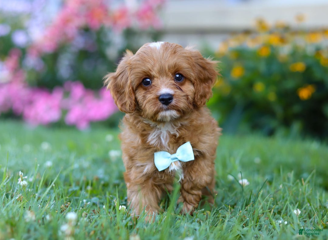 Cavapoo dogs for sale: Cavapoo 4 puppies - Image 11