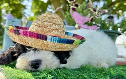 Toy Poodle dogs for sale: Toy Poodle 4 puppies - Image 10