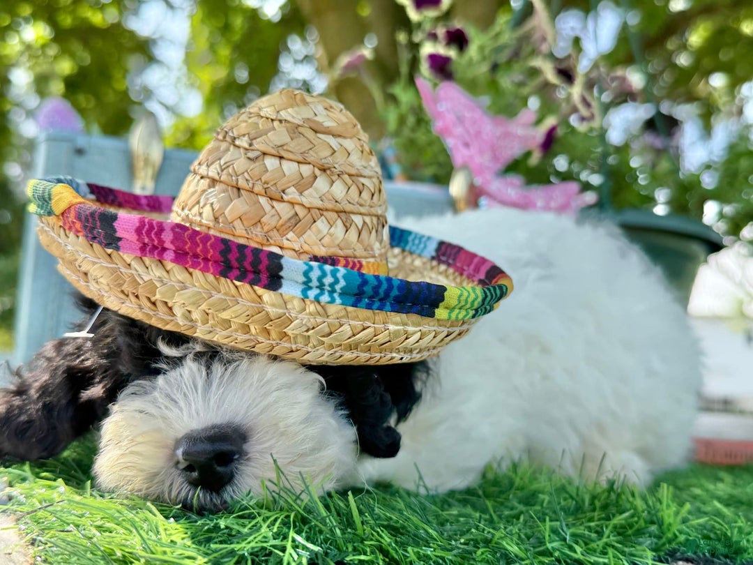 Toy Poodle dogs for sale: Toy Poodle 4 puppies - Image 10