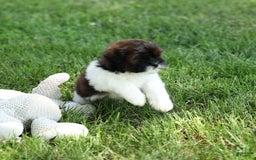 Shihpoo dogs for sale: King - Image 20