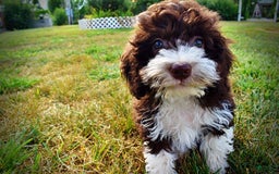 Havapoo dogs for sale: Happy - Image 5