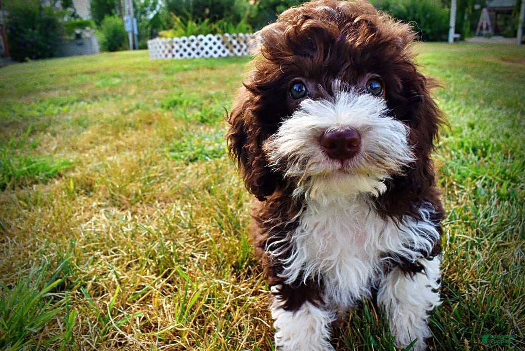 Havapoo dogs for sale: Happy - Image 5