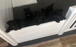 German Shepherd dogs for sale: Red - Image 3