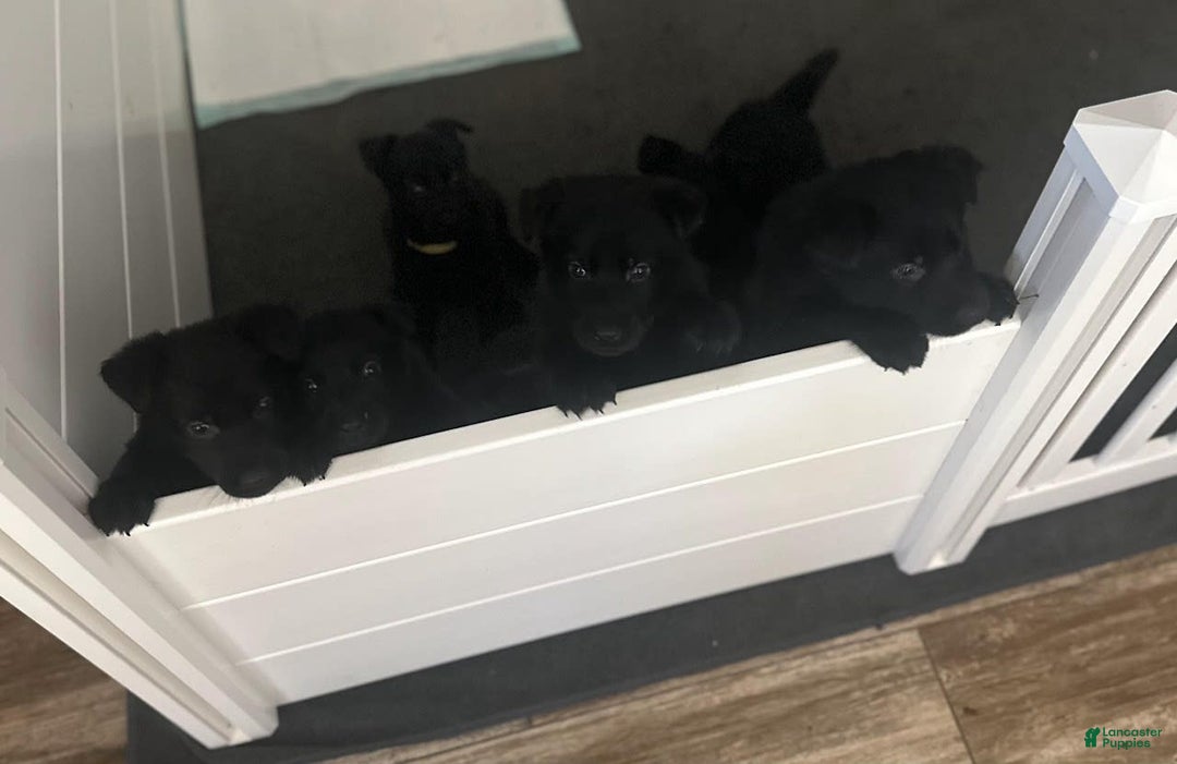 German Shepherd dogs for sale: Red - Image 3