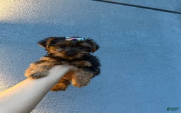 Yorkshire Terrier dogs for sale: Diamond - Image 3