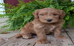 Goldendoodle dogs for sale: Cash - Image 36