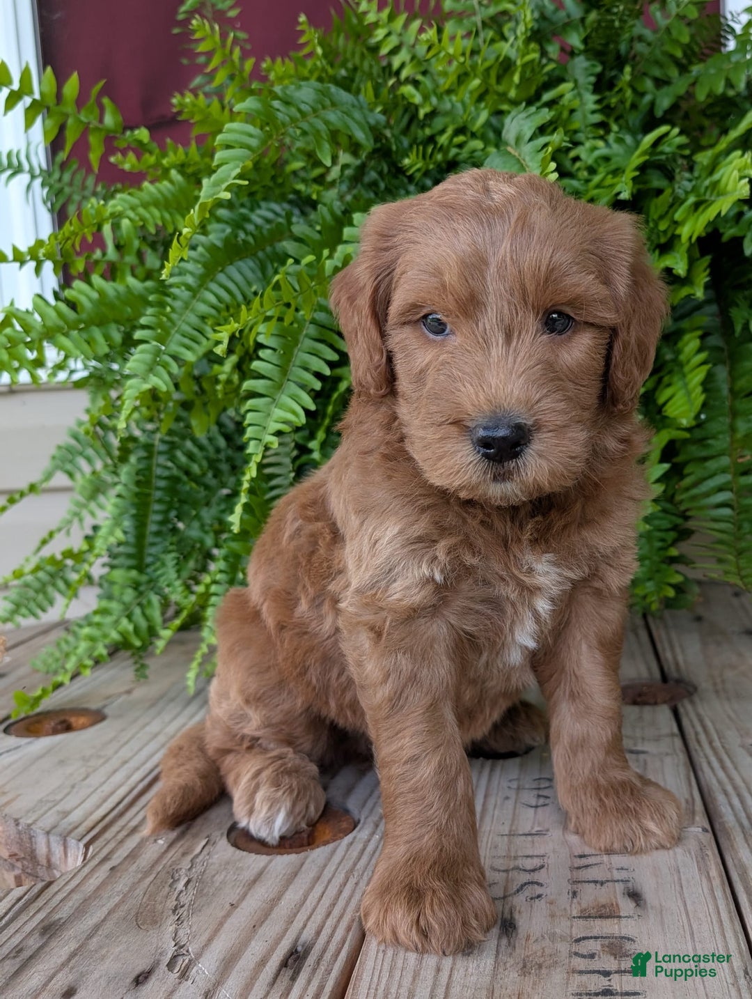 Goldendoodle dogs for sale: Cash - Image 36