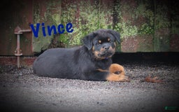 Rottweiler dogs for sale: Vince - Image 2