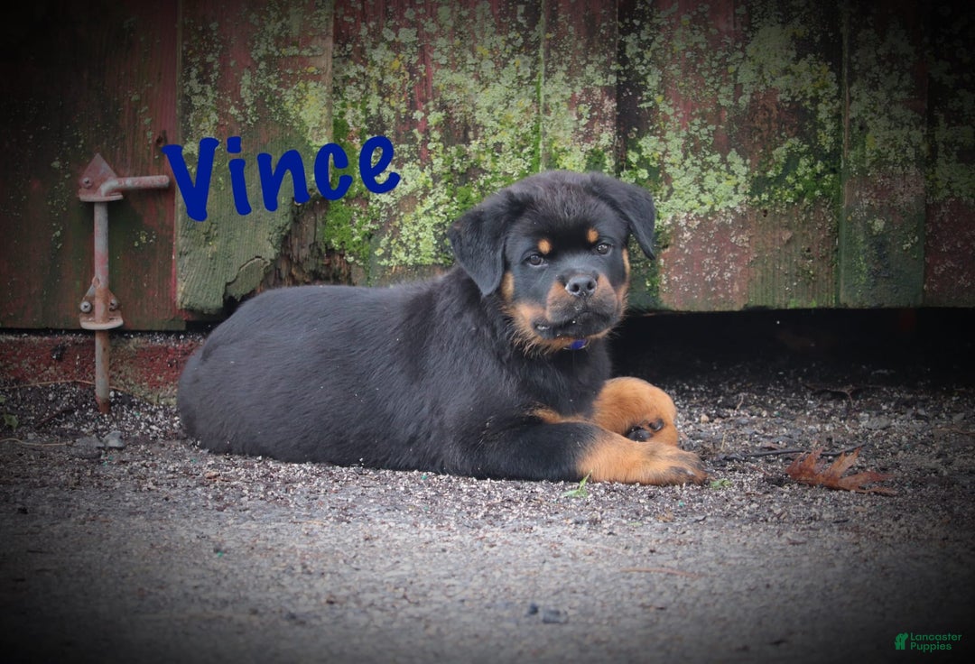 Rottweiler dogs for sale: Vince - Image 2