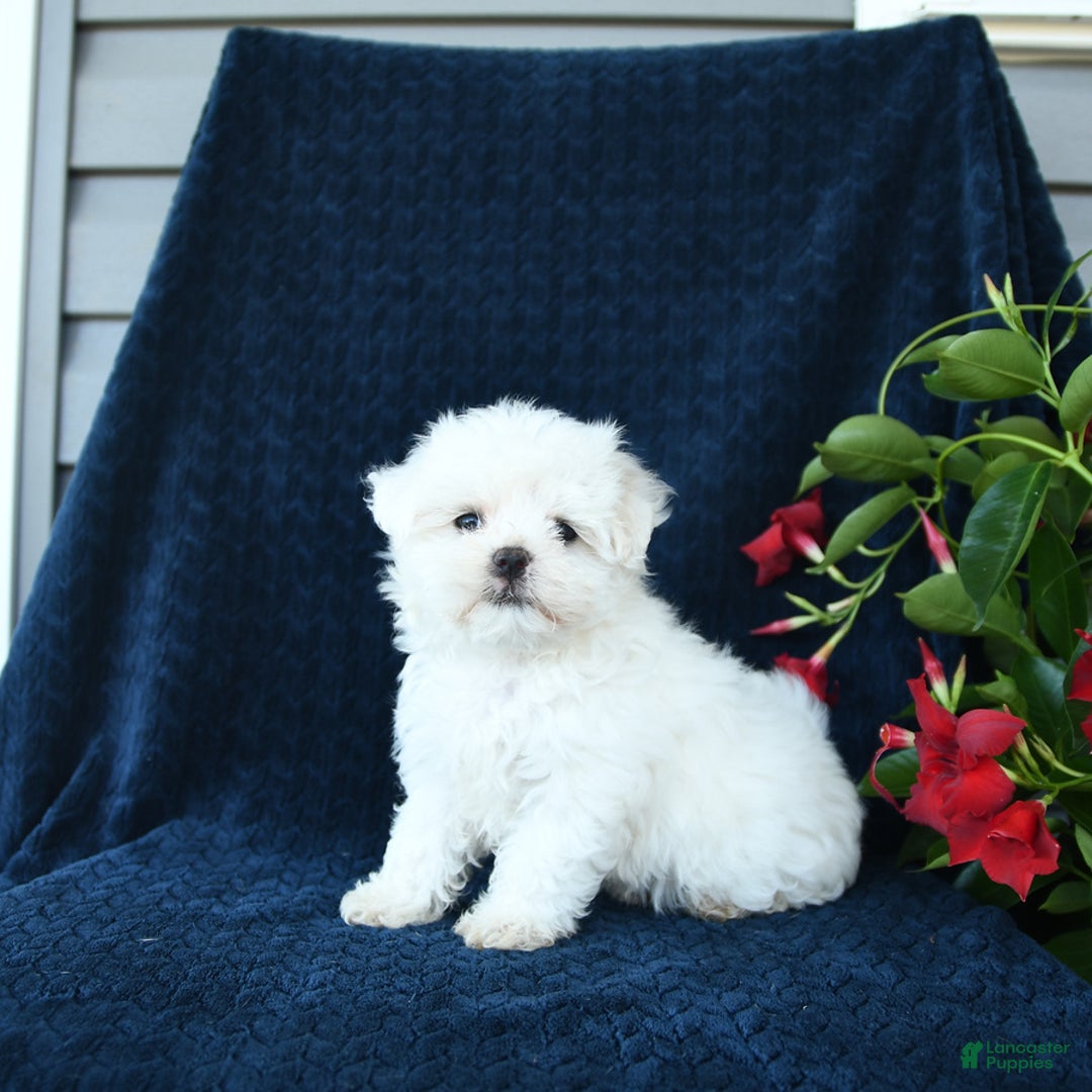 Maltese dogs for sale: Pippi - Image 2