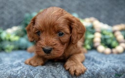 Cavapoo dogs for sale: Cavapoo 5 puppies - Image 8
