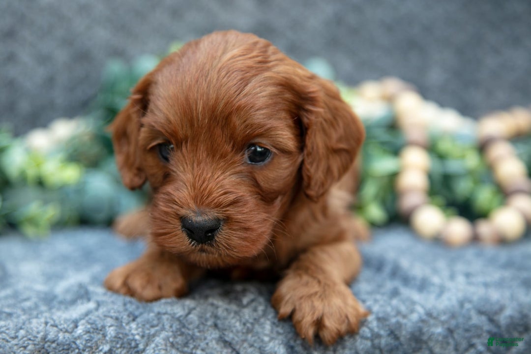 Cavapoo dogs for sale: Cavapoo 5 puppies - Image 8