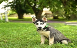 Siberian Husky dogs for sale: Beth - Image 4