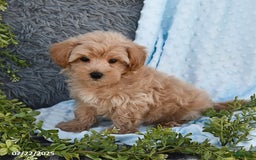 Havapoo dogs for sale: Benson - Image 3