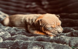 American Bulldog dogs for sale: Chongqin - Listing for pets: China, Chongqin - Image 6