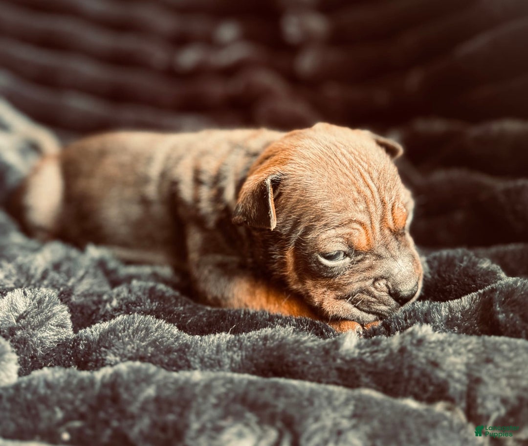 American Bulldog dogs for sale: Chongqin - Listing for pets: China, Chongqin - Image 6