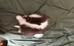 Pomeranian dogs for sale: Lexi Chocolate - Image 2