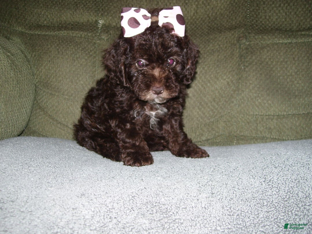 Lhasapoo dogs for sale: Tabby - Image 2