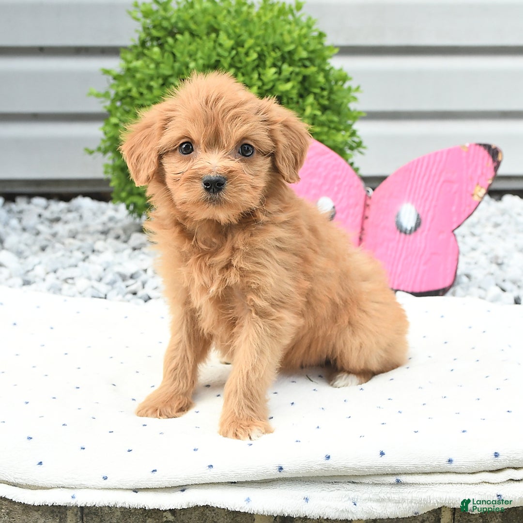 Pomeranian dogs for sale: Pomeranian 9 puppies - Image 9