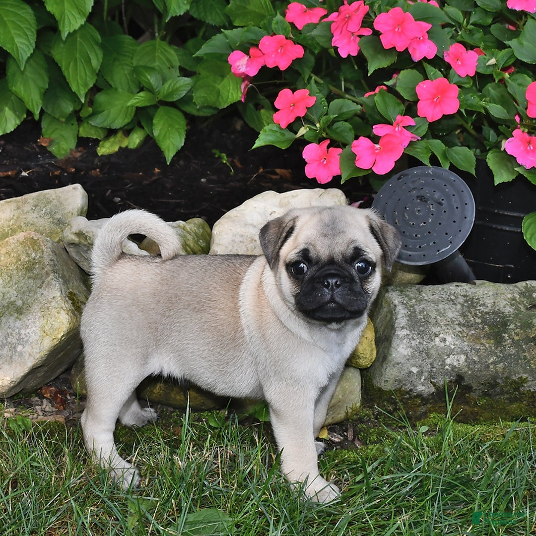 Pug dogs for sale: Buddy - Image 2