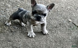 French Bulldog dogs for sale: Tinky - Image 1