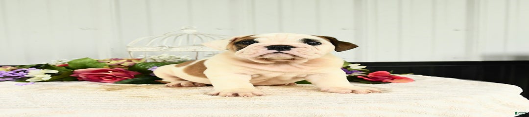 Rascal