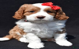 Mini Goldendoodle dogs for sale: Rocky - Image 8