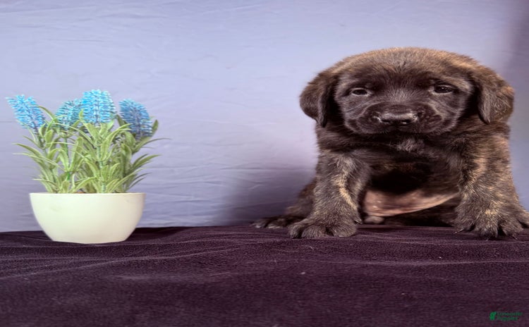 English Mastiff dogs for sale - Ad 1