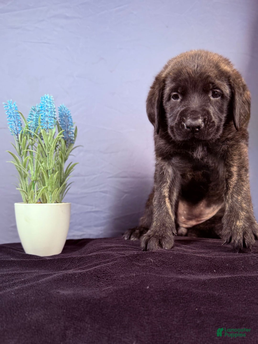 English Mastiff dogs for sale: Angel - Image 1