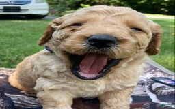 Labradoodle dogs for sale: Rusty - Image 1