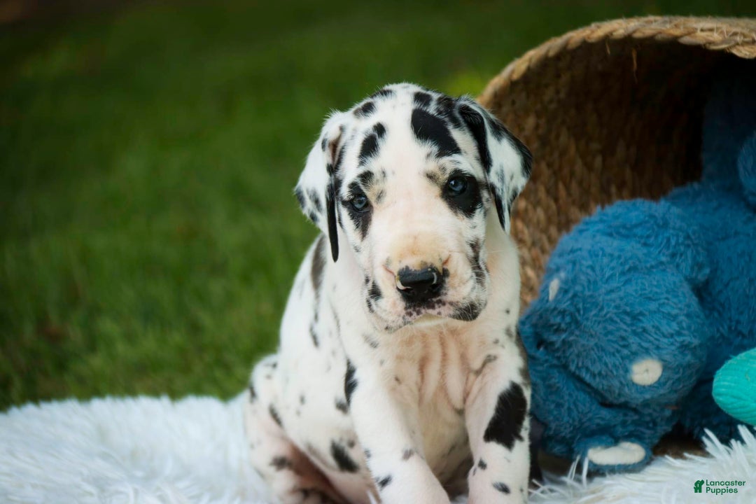 Great Dane dogs for sale: Legend - Image 7