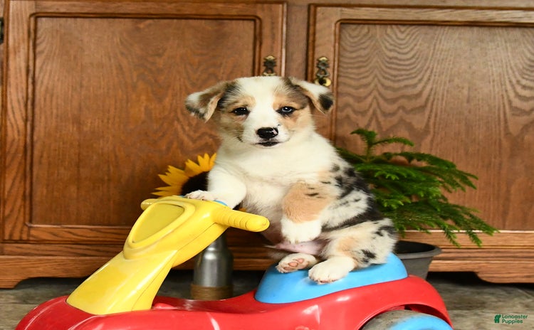 Welsh Corgi Pembroke dogs - Advert 9
