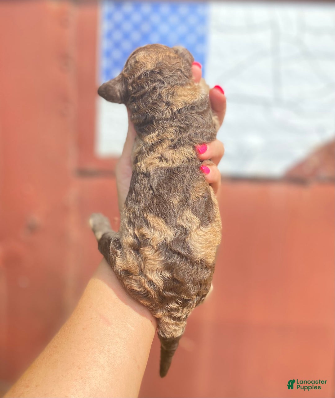 Goldendoodle dogs for sale: Goldendoodle 5 puppies - Image 18