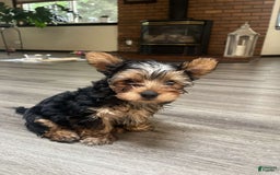 Yorkshire Terrier dogs for sale: Lilo - Image 2