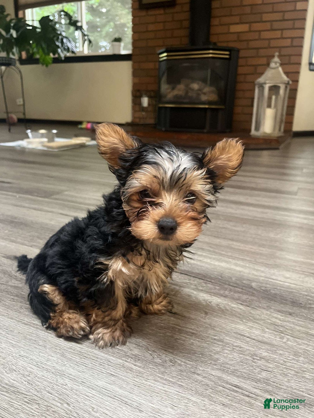 Yorkshire Terrier dogs for sale: Lilo - Image 2