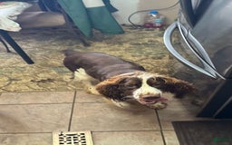 English Springer Spaniel dogs for sale: Female 3 - Image 3