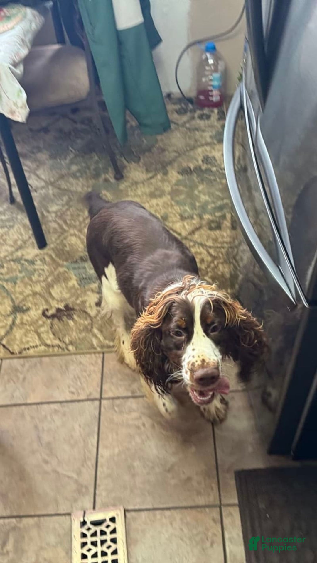 English Springer Spaniel dogs for sale: Female 3 - Image 3